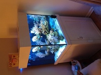 Aqua one 275 and livestock for sale