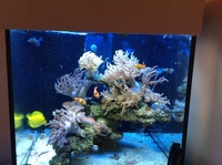 Aqua one 275 and livestock for sale