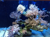 Aqua one 275 and livestock for sale