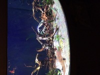Evergrow IT2120 Pro Reef LED Unit