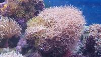 True Pachyclavularia Violacea Green Star Polyps Not Clavularia or Briareum