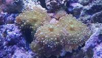 NEON GREEN RICORDEA MUSHROOM. Collection only Leicester.