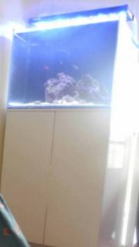 AquaOne Mini Reef 120 litres tank plus livestock