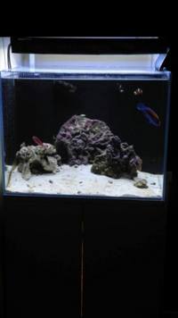 AquaOne Mini Reef 120 litres tank plus livestock