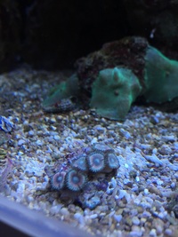 Marine Coral Unusual Zoas £15
