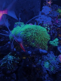 Marine Coral Star Polyps Frag £5