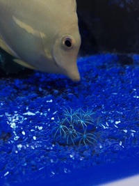 Marine Coral Star Polyps Frag £5