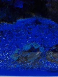 Marine Coral Arctic Blue Palys £10