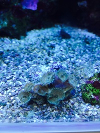 Marine Coral Arctic Blue Palys £10