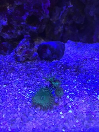 Marine Coral Nuclear Implosion Palys £6