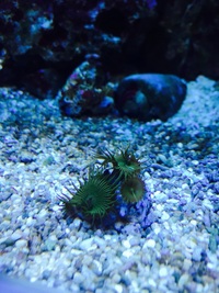 Marine Coral Nuclear Implosion Palys £6