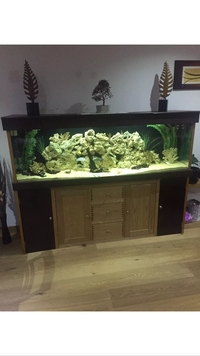 Fish Tank 6ft Including Everything