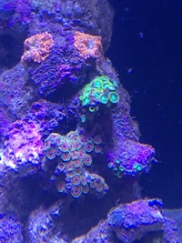 Reluctant Marine Tank Sale 36x30x24 inches