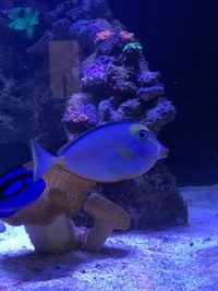 Reluctant Marine Tank Sale 36x30x24 inches