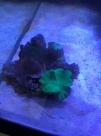 Reluctant Marine Tank Sale 36x30x24 inches