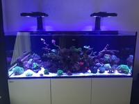 Live corals, marine fish, live rock in fully stocked Red Sea reefer 450
