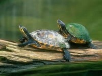 Turtle terrapin and tropical fish rescue