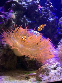 300 Litre Reef Tank Set Up For Sale