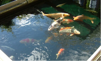 KOI RESCUE SERVICE MIDLANDS Koi,goldfish,rescue/re-homing FREE