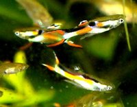 Black Bar Endlers. High Quality Breeding Adults. US Stock. Extinct in wild. £20 for 10 adult endlers.