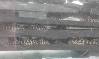 L134 (Peckoltia Compta) Pleco