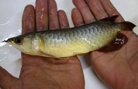 BLUE BASE SUPER RED AROWANA
