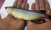 BLUE BASE SUPER RED AROWANA