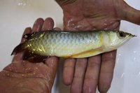 BLUE BASE SUPER RED AROWANA