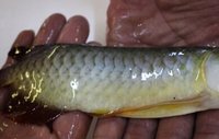 BLUE BASE SUPER RED AROWANA