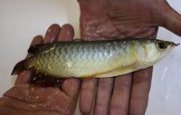 BLUE BASE SUPER RED AROWANA