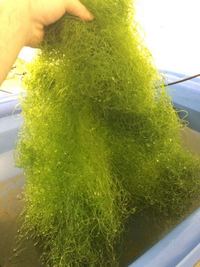 Chaeto XXL chaeto algae balls £7- best seller on eBay