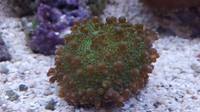 Bright Green Purple Tip Ricordea Yuma Mushroom.