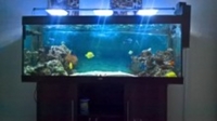 Juwel Marine Tank & Teak Cabinet with Marine Fish £999 ono