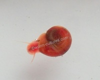 Red Ramshorn Snails ~ Freshwater