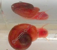 Red Ramshorn Snails ~ Freshwater