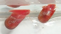 Red Ramshorn Snails ~ Freshwater