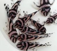 Zebra Pleco – Hypancistrus Zebra, L046, L98, L173