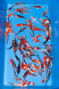 GENUINE JAPANESE KOI IN STOCK AT CHILTON AQUATICS. NEW STOCK TODAY