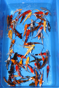 GENUINE JAPANESE KOI IN STOCK AT CHILTON AQUATICS. NEW STOCK TODAY