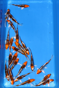 GENUINE JAPANESE KOI IN STOCK AT CHILTON AQUATICS. NEW STOCK TODAY