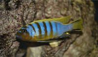 F1/Wild cichlids for sale or swap for tropheus