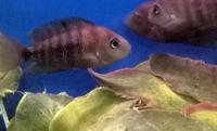JADE EYE CICHLIDS (Cryptoheros spiliru)