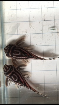 Zebra Pleco / L46 / L046 F1 Juvi s