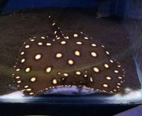 The Aquatic Store Bristol - Specialist Freshwater Retailer - Full stock list - 22.04.17