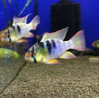 The Aquatic Store Bristol - Specialist Freshwater Retailer - Full stock list - 22.04.17