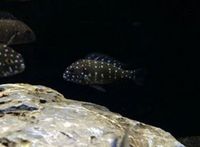 The Aquatic Store Bristol - Specialist Freshwater Retailer - Full stock list - 22.04.17