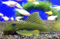 The Aquatic Store Bristol - Specialist Freshwater Retailer - Full stock list - 22.04.17