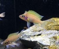 The Aquatic Store Bristol - Specialist Freshwater Retailer - Full stock list - 22.04.17
