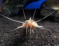 The Aquatic Store Bristol - Specialist Freshwater Retailer - Full stock list - 22.04.17