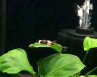 The Aquatic Store Bristol - Specialist Freshwater Retailer - Full stock list - 22.04.17